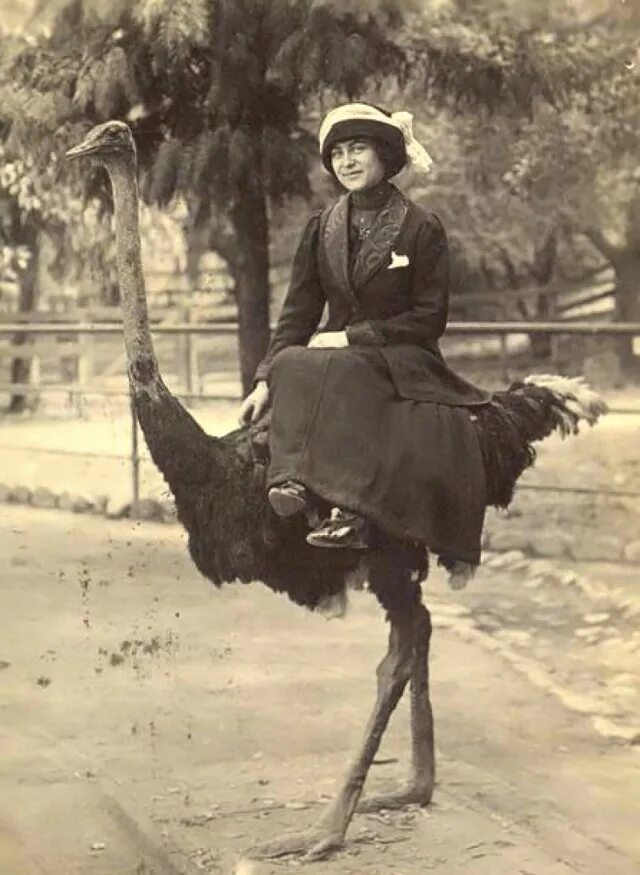 Девушка на страусе. Старинные странные снимки. Катание на страусах. Исторические фотографии.