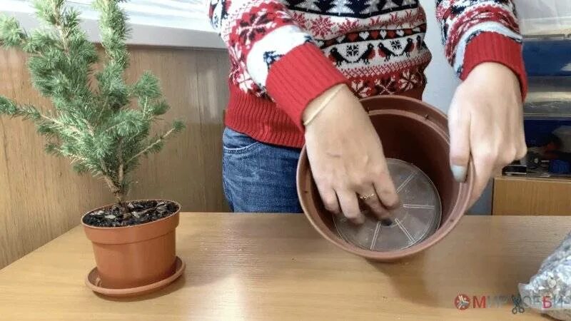 Полив для елок. Карликовой ели(conica («коника»);. Ель коника в горшке. Кипарисовик в горшке. Какой грунт для елки в горшке.