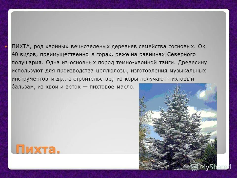 Род вечнозеленых деревьев. Пихта и роды. Капля жизни вечнозеленая хвоя описание.