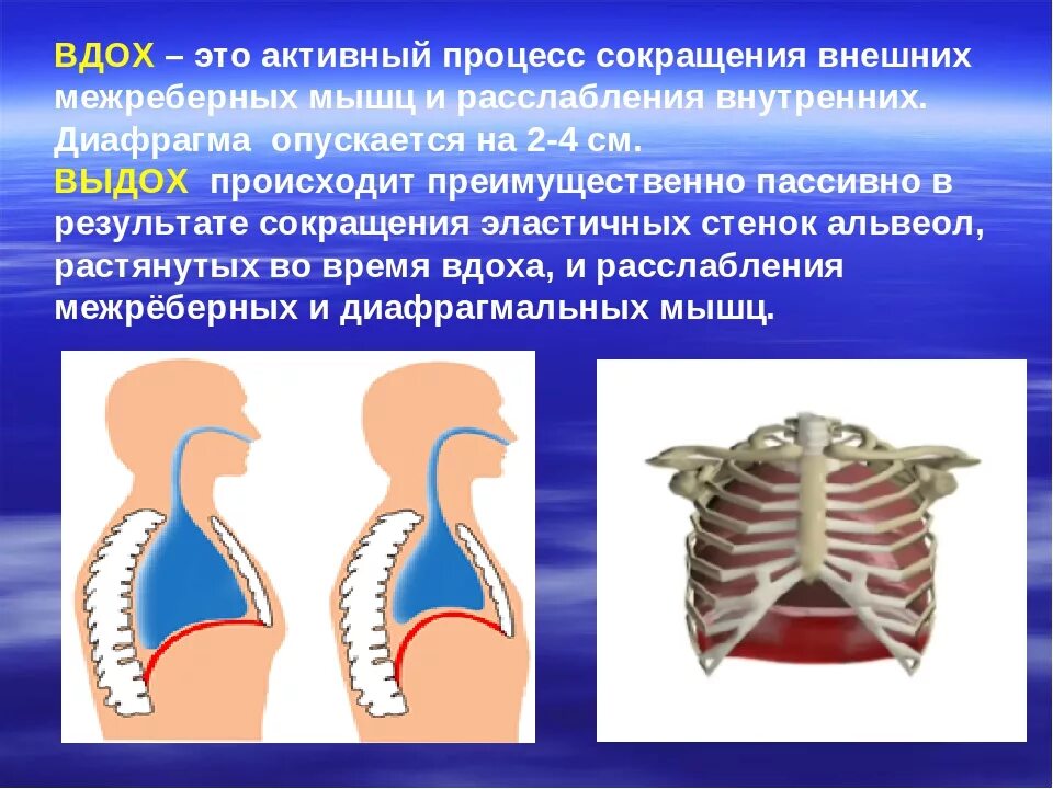 При вдохе диафрагма опускается