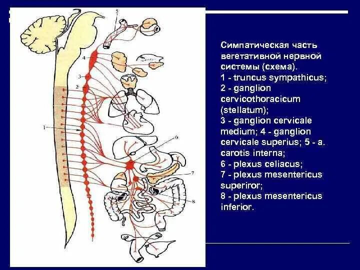 Truncus sympathicus. Ganglion truncus sympathicus.