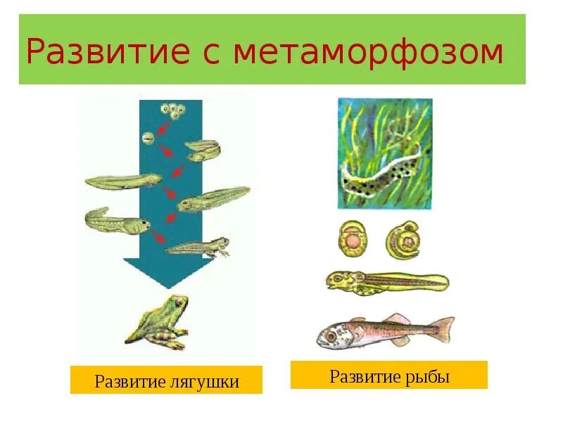Тип развития метаморфозом и прямое. Развитие рыб. схема развития рыбы. стадии развития рыбы. развитие с метаморфозом у рыб.