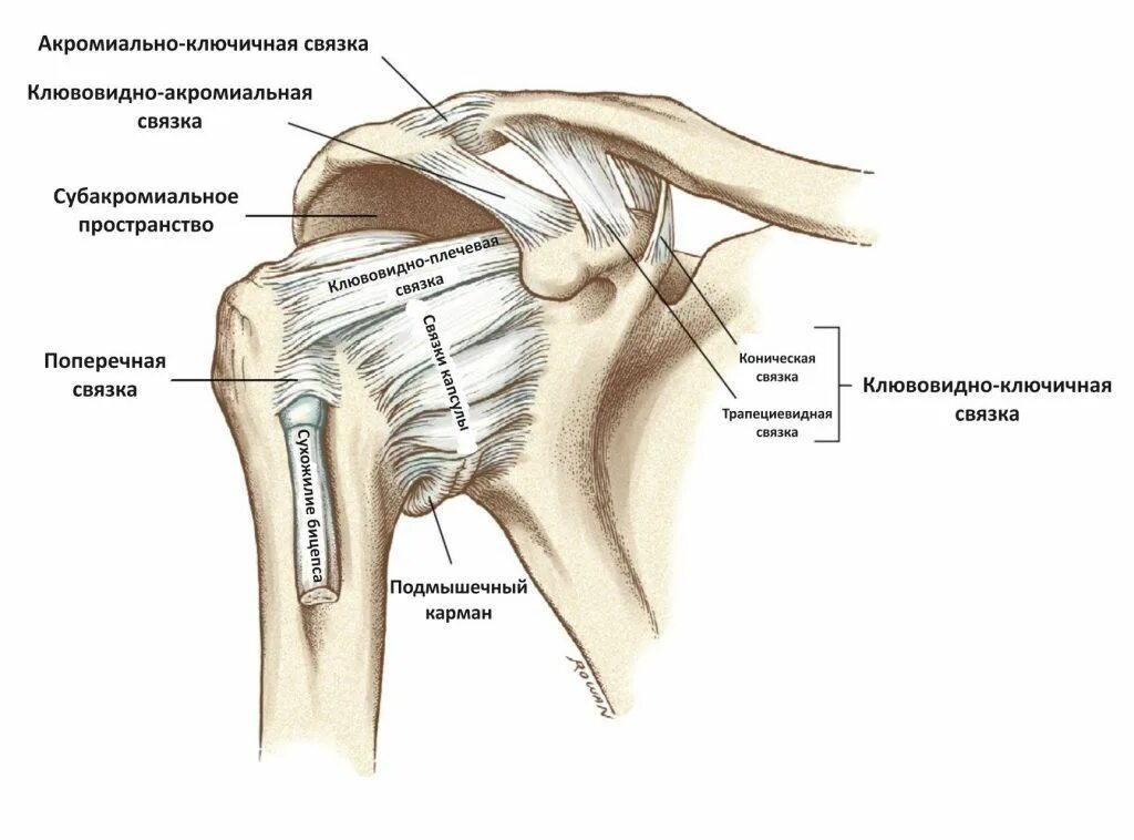 Лечение ключично акромиального артроза. Акромиально-ключичное сочленение плечевого сустава анатомия. Клювовидно плечевая связка плечевого сустава. Разрыв клювовидно-плечевой связки. Суставные связки плечевого сустава.