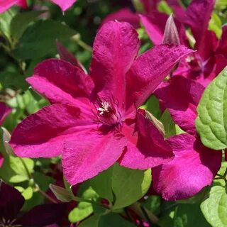 Клематис кардинал вышинский описание отзывы фото сорта