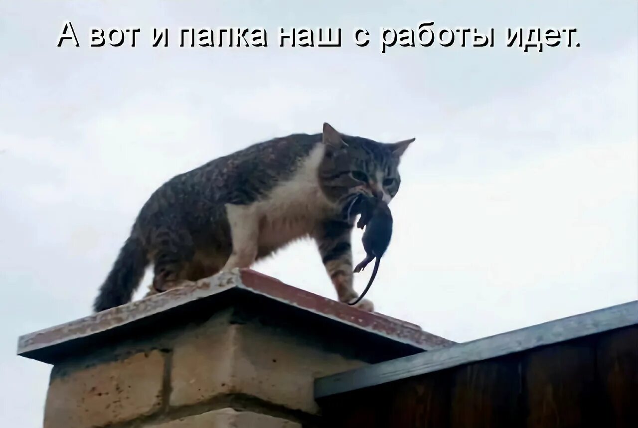 Я тут буду сидеть. Коты орут на крыше. Кот на крыше прикол.