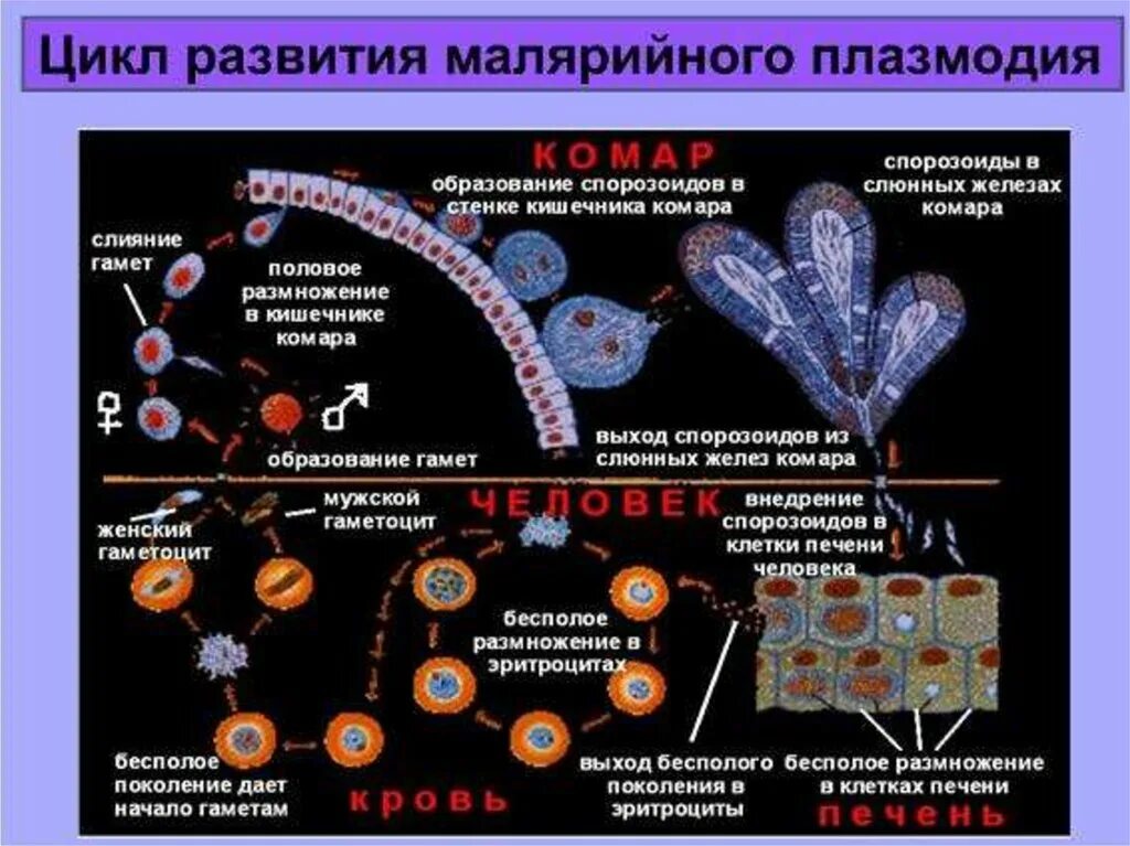 Несколько ведущих генераций плазмодиев возможно при