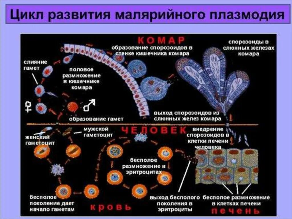 Цикл развития малярийного плазмодия схема. Жизненный цикл малярийного плазмодия 7 класс. Жизненный цикл малярийного плазмодия схема. Стадии цикла развития малярийного плазмодия. Малярия цикл развития малярийного плазмодия