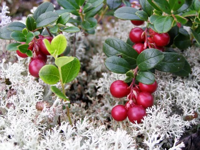 Брусника (Vaccinium Vitis-idaea). Брусника в тундре. Северная Тундровая брусника. Растения тундры брусника.