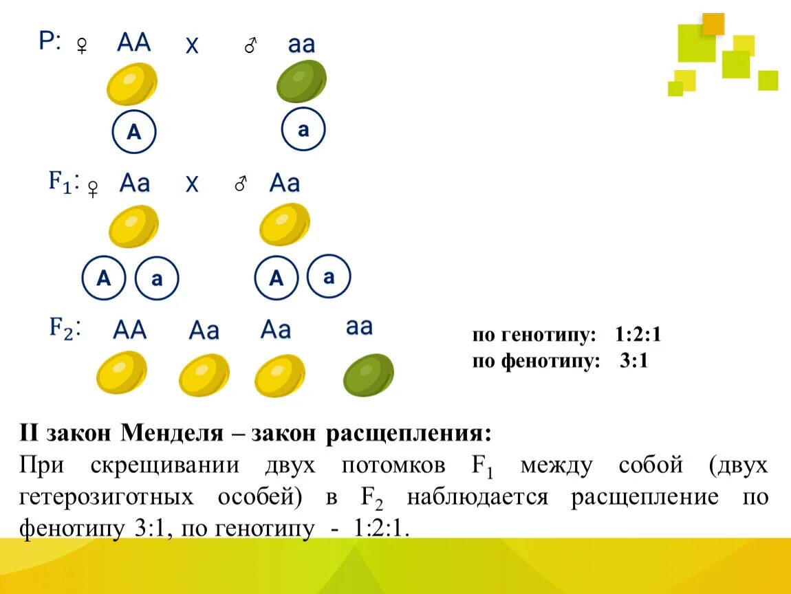 Расщепление по фенотипу 2 закон Менделя. Расщепление по фенотипу 3 закон Менделя. Схема скрещивания 2 закона Менделя. 2 Схемы скрещивание 3 закон Менделя.