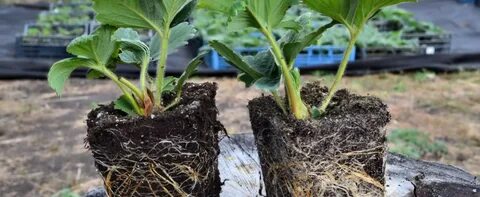 Питомник клубники и земляники "Клубничная полянка" высококачественный посадочный