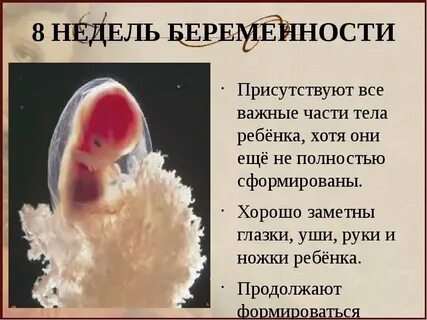 8 недель беременности размер плода