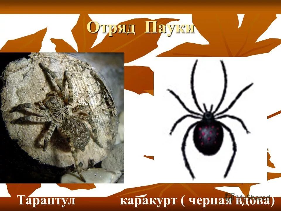 Австралийский паук птицеед. Паук африканский тарантул. Тарантул птицеед оранжевый. Австралийский паук птицеед. Каракурт южнорусский тарантул.