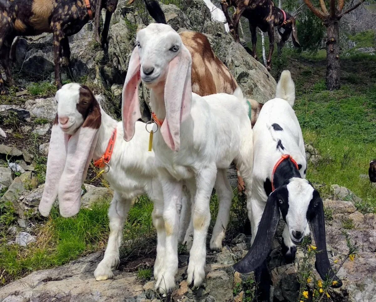 Ушами порода козы. Гулаби козы. Порода коз гулаби. Пакистанские гулаби. Пакистанские козы гулаби.