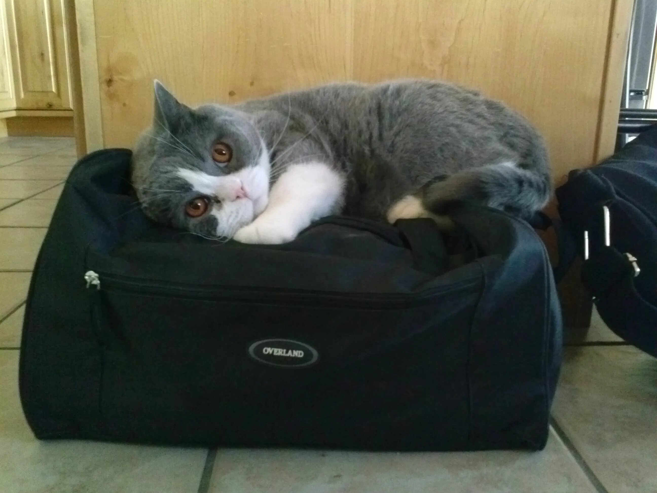 Кот с чемоданом. Сумка кот. Кот собирает чемодан. Кот собрался в отпуск. Смочь никуда