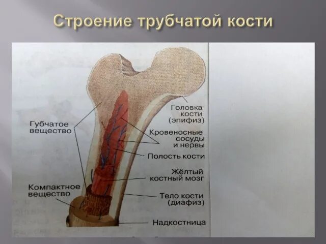 Анатомия трубчатой кости. Кость трубчатая структура. Строение структуры трубчатой кости. Строение трубчатых костей анатомия. Костномозговая полость кости