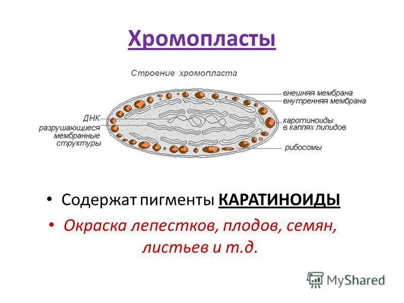 Хромопласты содержат пигмент. Пигменты хромопластов. Какие пигменты содержат хлоропласты. Фотосинтез в хлоропластах. Хромопласт содержит пигмент хлорофилл.