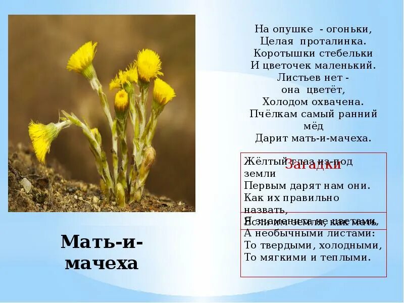 Мать и мачеха часть речи. Загадка про мать и мачеха цветок. Загадка про мать и мачеху. Загадка про мать и мачеху для детей. Загадка про мать и мачеху для дошкольников.