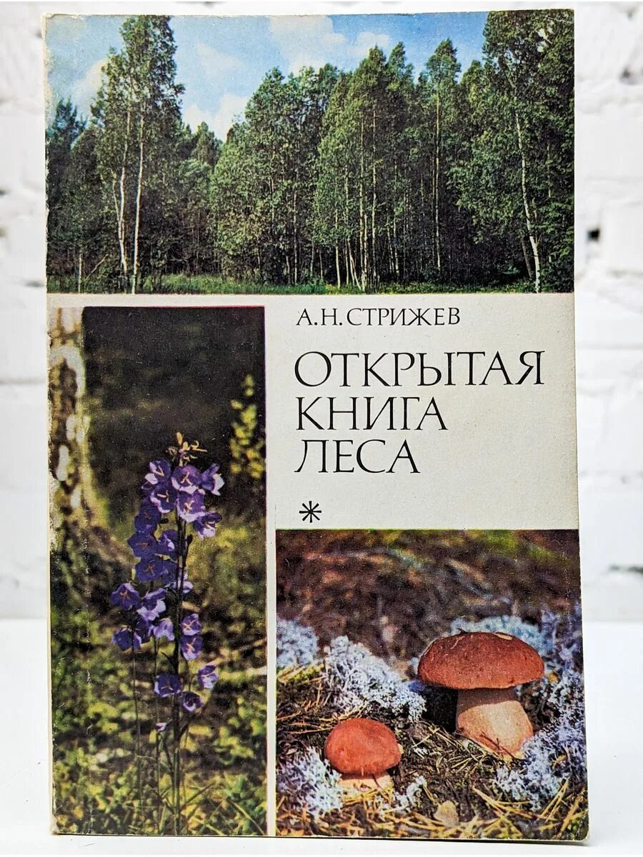 Книга лес. Книга леса. Книга в лесу. Писатель в лесу.