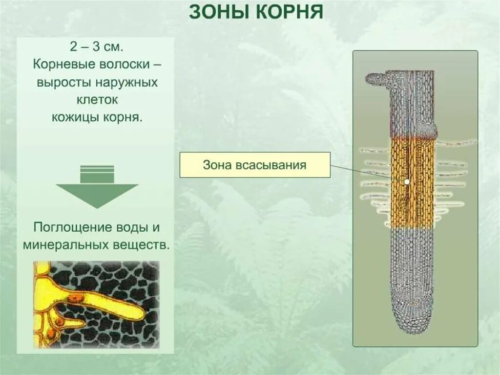 Корень с корневыми волосками. Зона всасывания. Клеточное строение корня. Зона всасывания корня. Проводящие элементы воды и минеральных солей