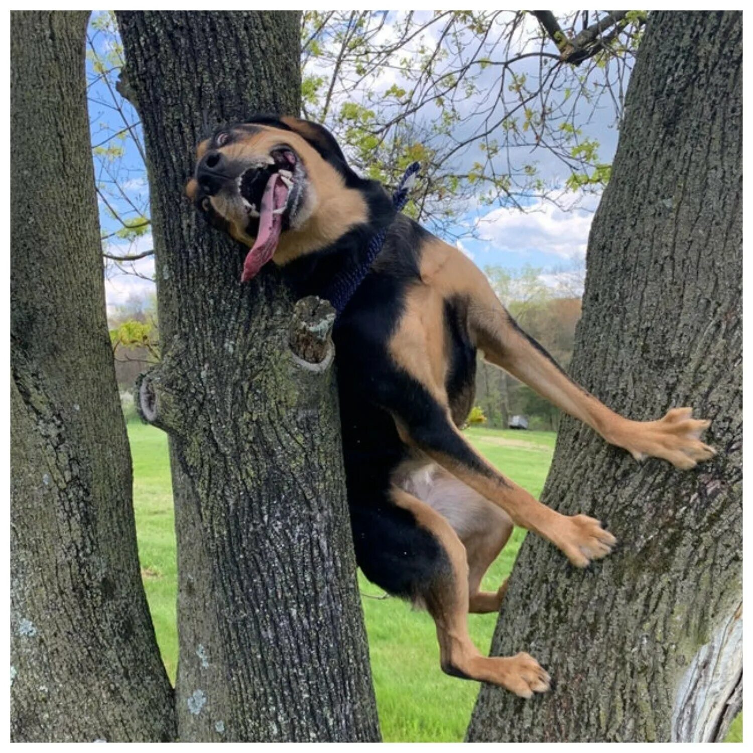 Необъяснимое поведение. Собака на дереве. Собака которая лазит по деревьям. Собака которая лазает по деревьям порода. Собака умеет лазать по деревьям.