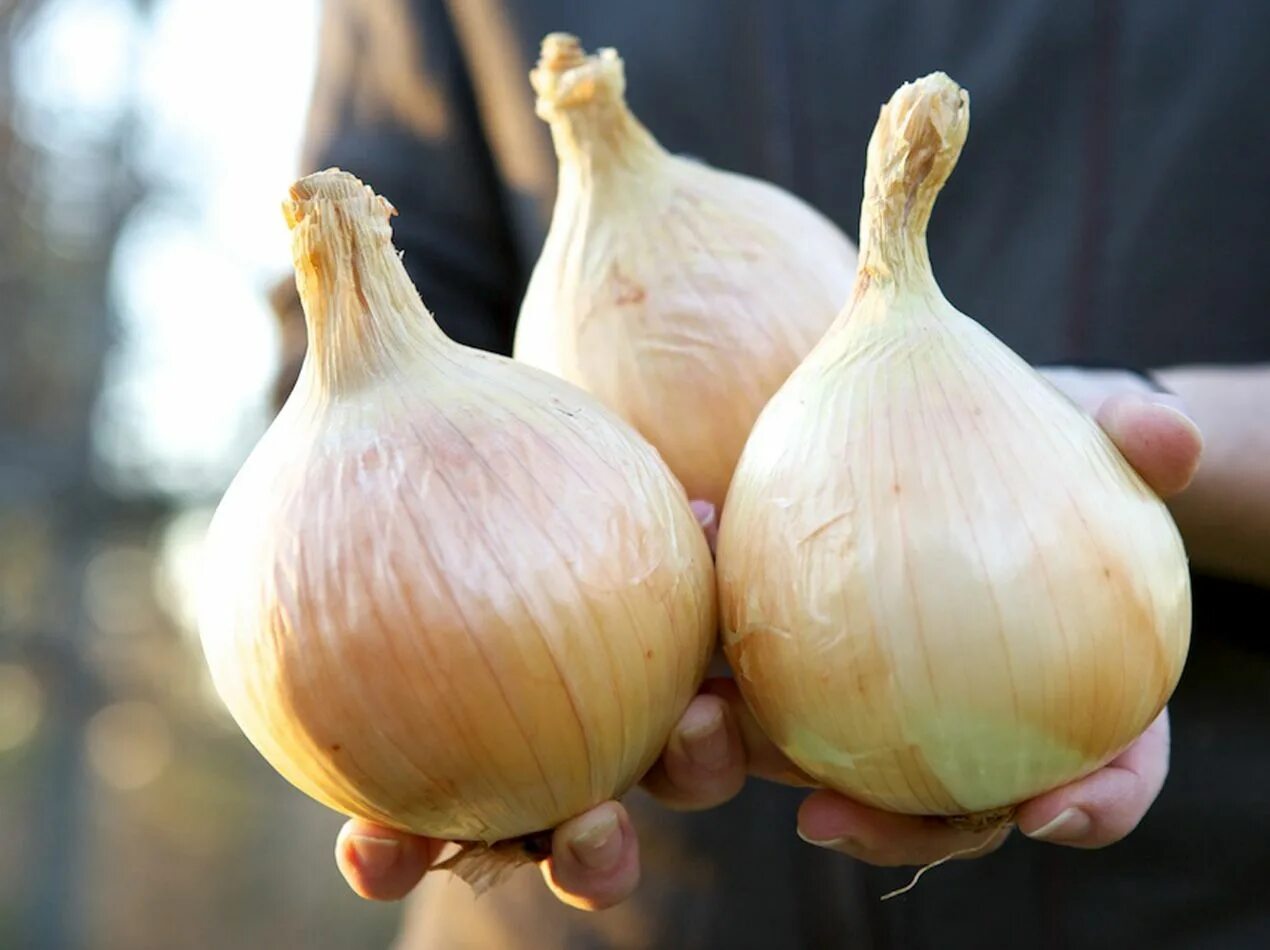 Вес луковицы. Лук дед гавриш. Лук дед 1г. Лук севок румба. Семена лук мячковский 300.