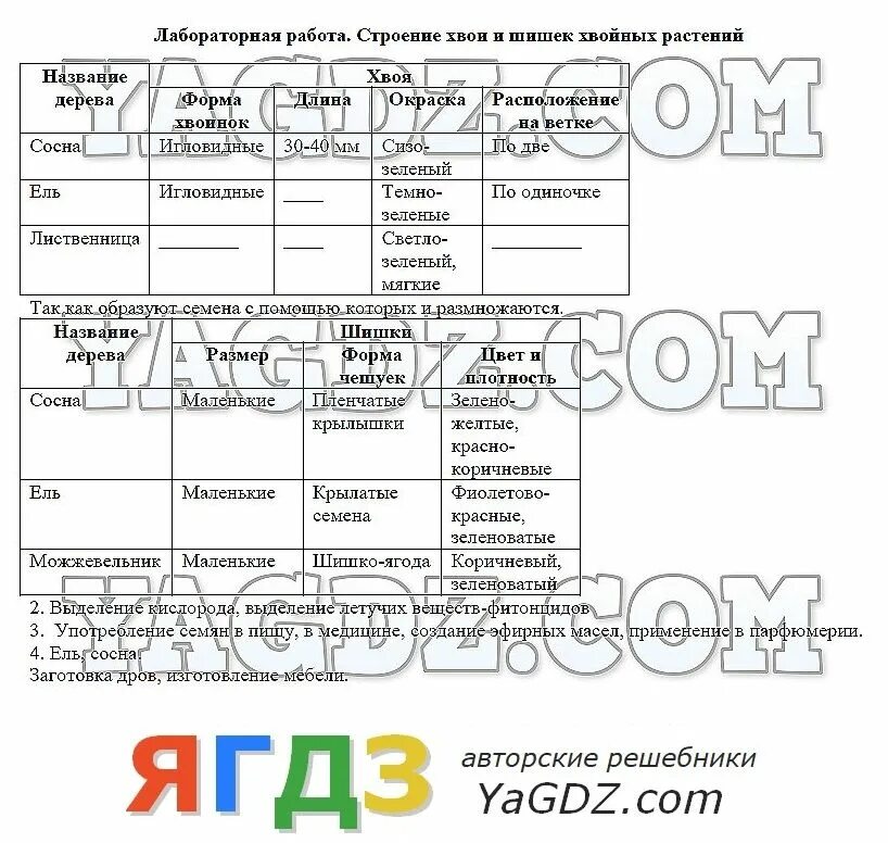 Таблица по биологии 7 класс хвоя и шишка. Таблица хвои и шишек 5 класс по биологии. Лабораторная работа строение хвои. Лабораторная работа строение хвои и шишек хвойных растений. Биология лабораторная работа 5 класс тема выявление