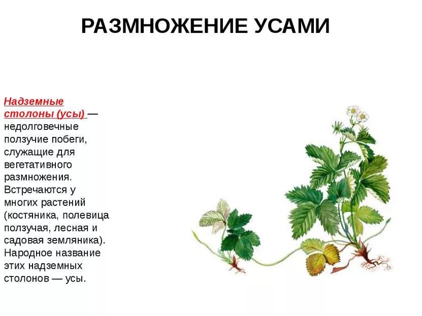 Ползучие побеги растения