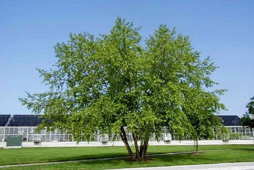 Темно березка. Береза черная Betula nigra. Береза Даурская (Betula dahurica). Береза повислая Нигра. Береза черная (Betula nigra "Fox Valley") *.