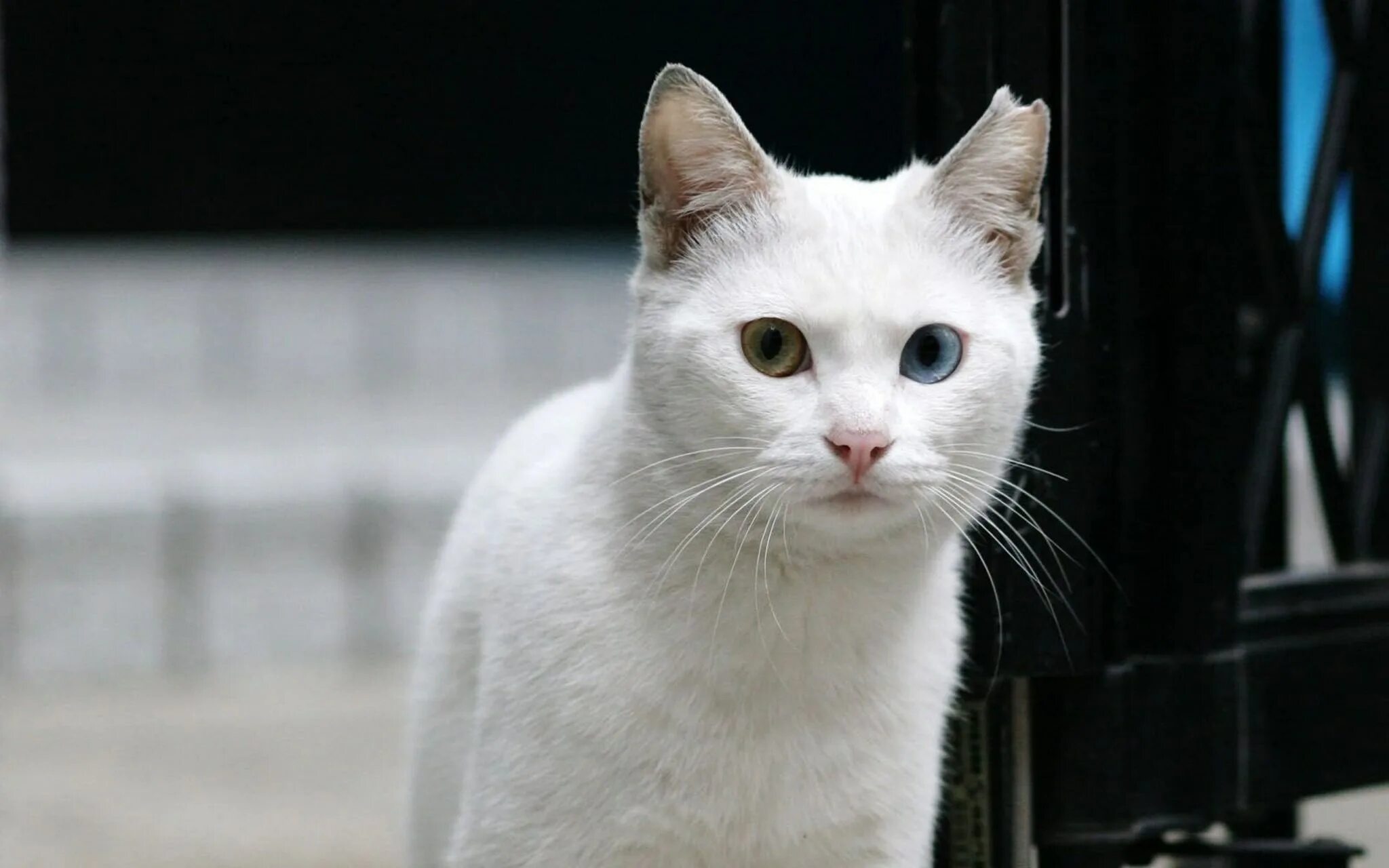 Белый кот мурзик. Турецкая ангора гладкошерстная. Белый кот. Белые коты. Белая гладкошерстная кошка.