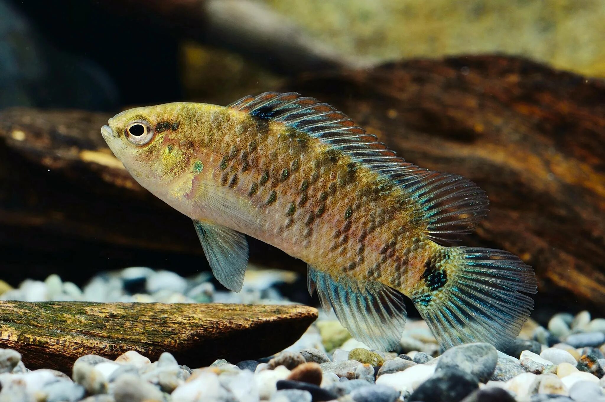 Бадис Бадис рыба. Бадис Бадис (хамелеон). Рыба хамелеон Badis Badis. Бадис Бадис рыбка аквариумная. Рыба хамелеон