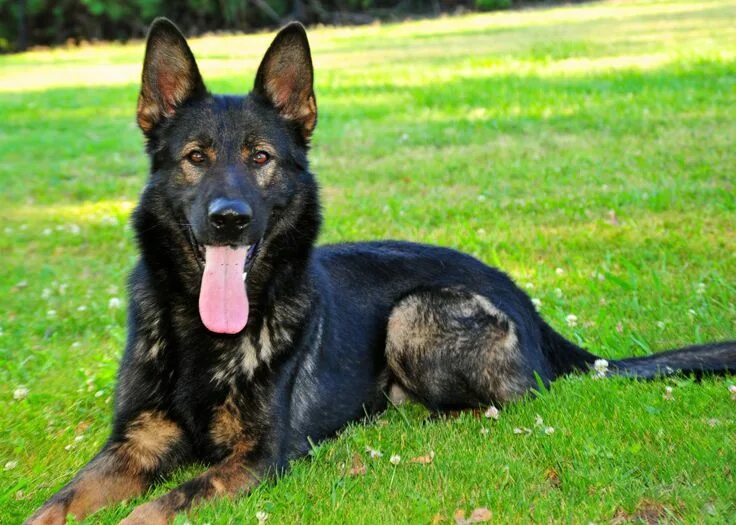 jarman safed dog German shepherd wallpaper, German shepherd training, German she