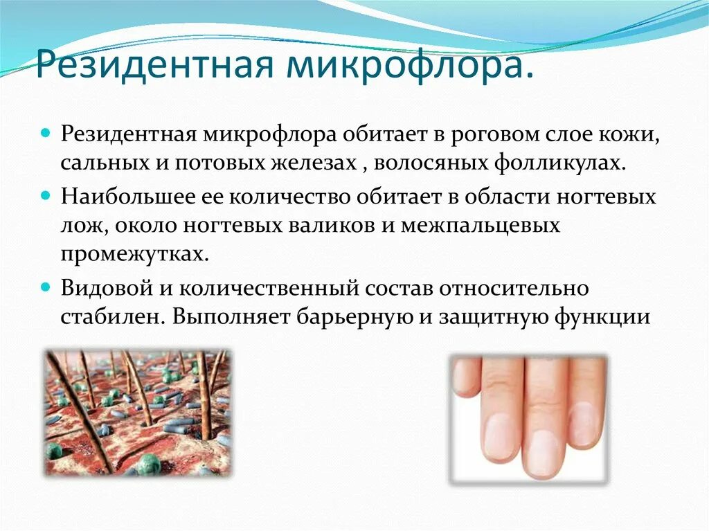 Микроорганизмы резидентной микрофлоры