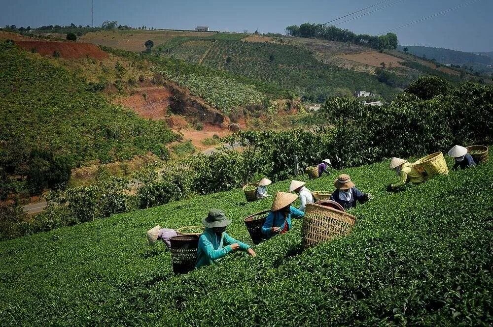 В россии растет чай. Вьетнам чайные плантации. Вьетнам кофейные плантации. Плантации кофе во Вьетнаме. Плантации чая во Вьетнаме.