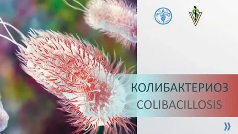 Птиц возбудитель