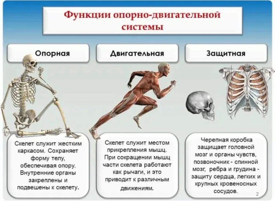 Три типа скелета