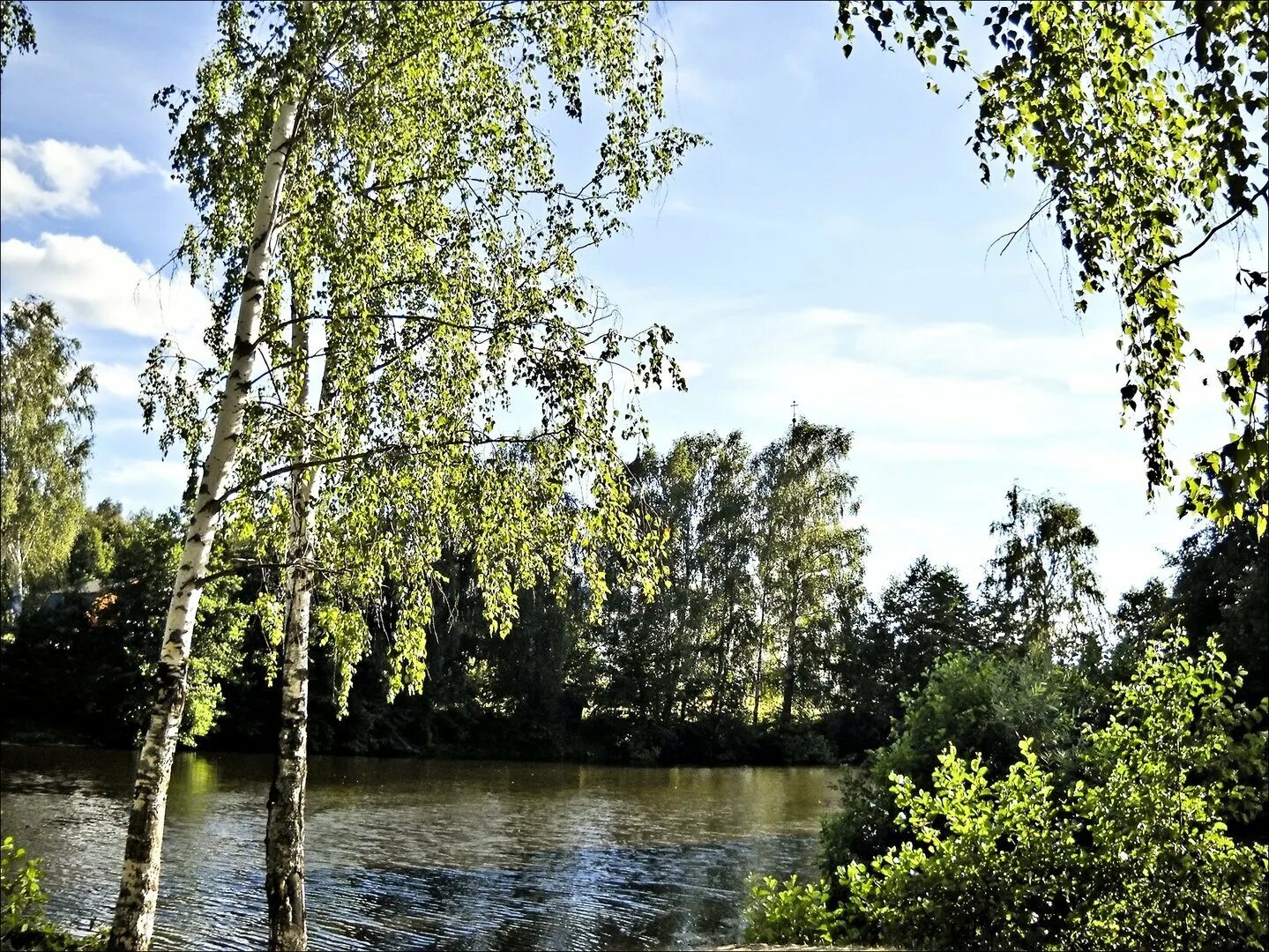 Роща пермь. Березовая роща пермь. берёза ойковская. березовые рощи в ленинградской области. берёза болотная.