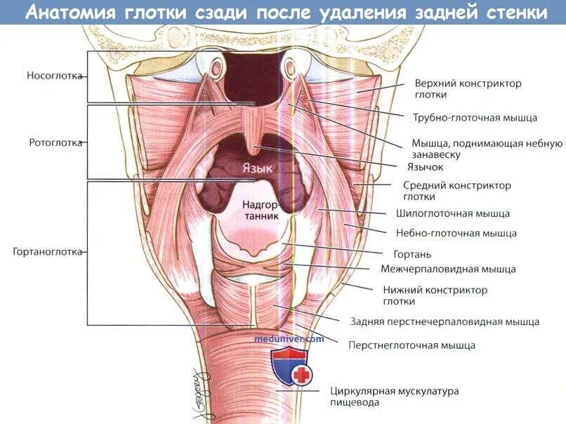 Картинка глотки. Строение стенки глотки анатомия оболочки. Задняя стенка ротоглотки анатомия. Грушевидный карман гортани анатомия. Задняя стенка глотки Анат.