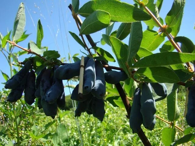 Жимолость сорт шахиня. Жимолость шахиня.