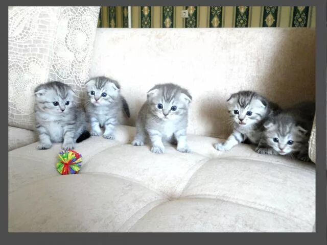 Сибирский котенок полосатый тигровый. Котенка в коврове. Котенка в коврове. Авито кошки. Котенка в коврове.