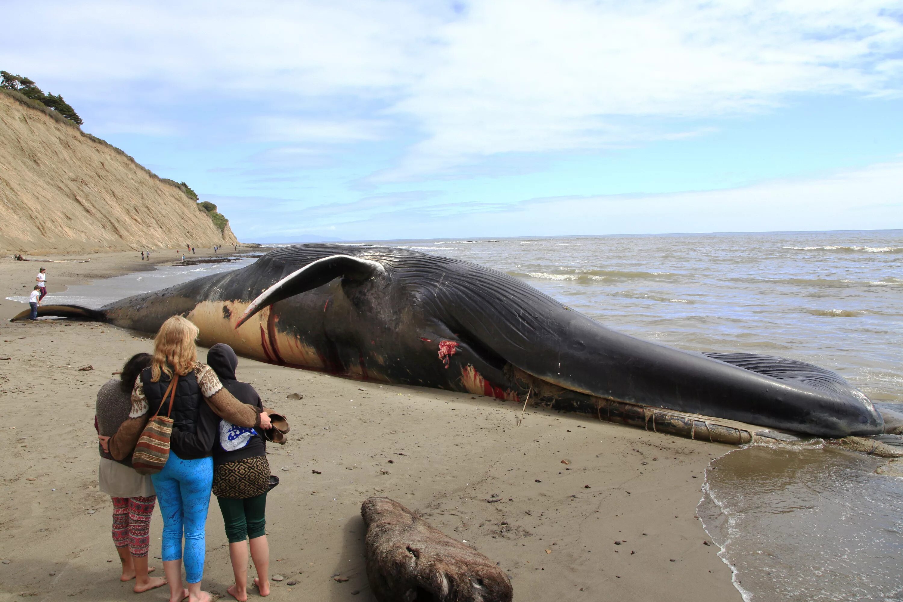 10 самых больших животных. Исполинский кит. Синий кит 33 метра. Голубой кит Balaenoptera musculus. Голубой кит 33 метра.
