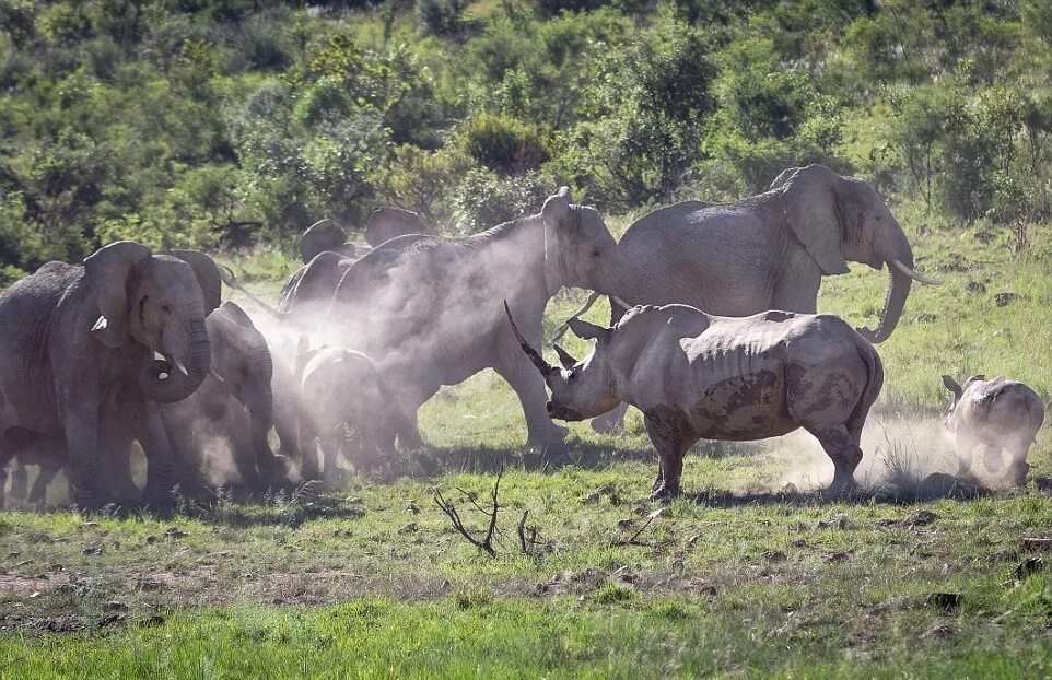 Носороги буйволы слоны обитают. Стадо Носорогов. Стадо слонов. Слоны и носороги. Африканский буйвол и слон.
