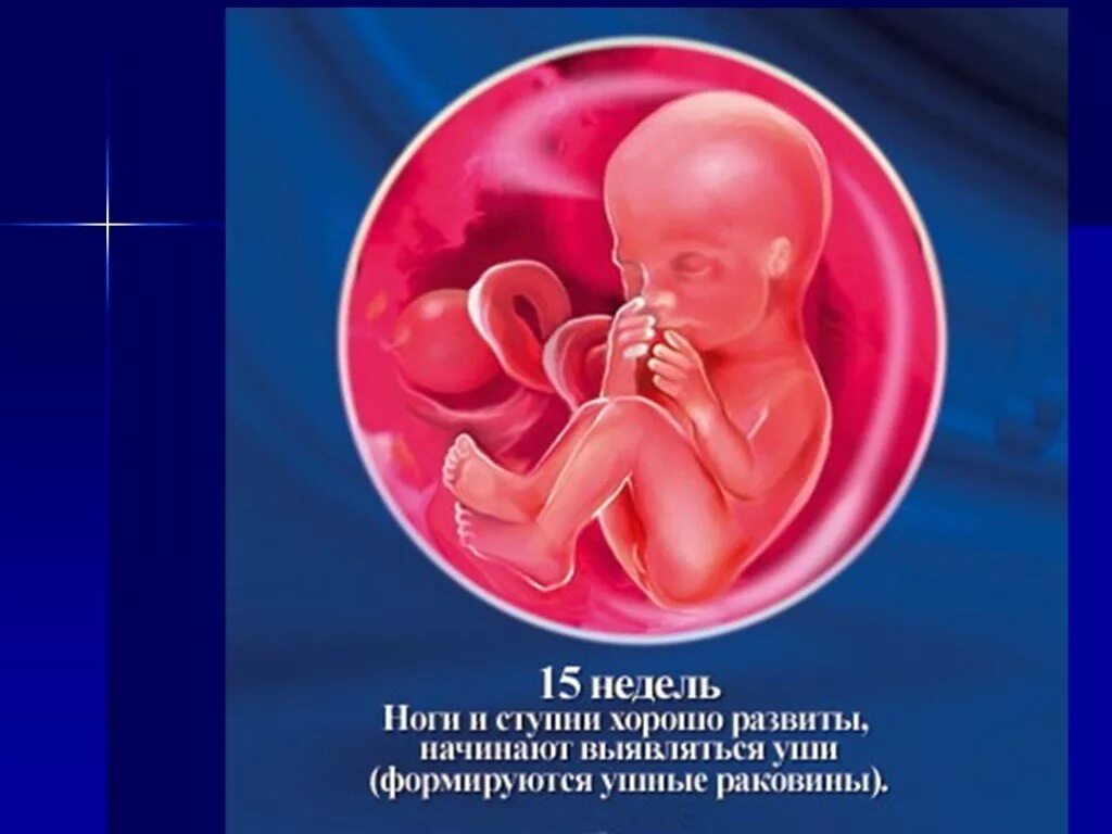 Можно почувствовать шевеление на 15 неделе. Плод ребенка на 15 неделе беременности. 15 Недель беременности фото плода. Плод 14-15 недель беременности.