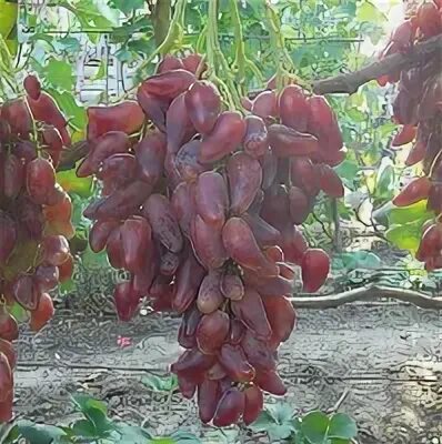 Саженцы винограда почтой наложенным