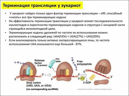 Соотнесите класс факторов терминации и их характеристики