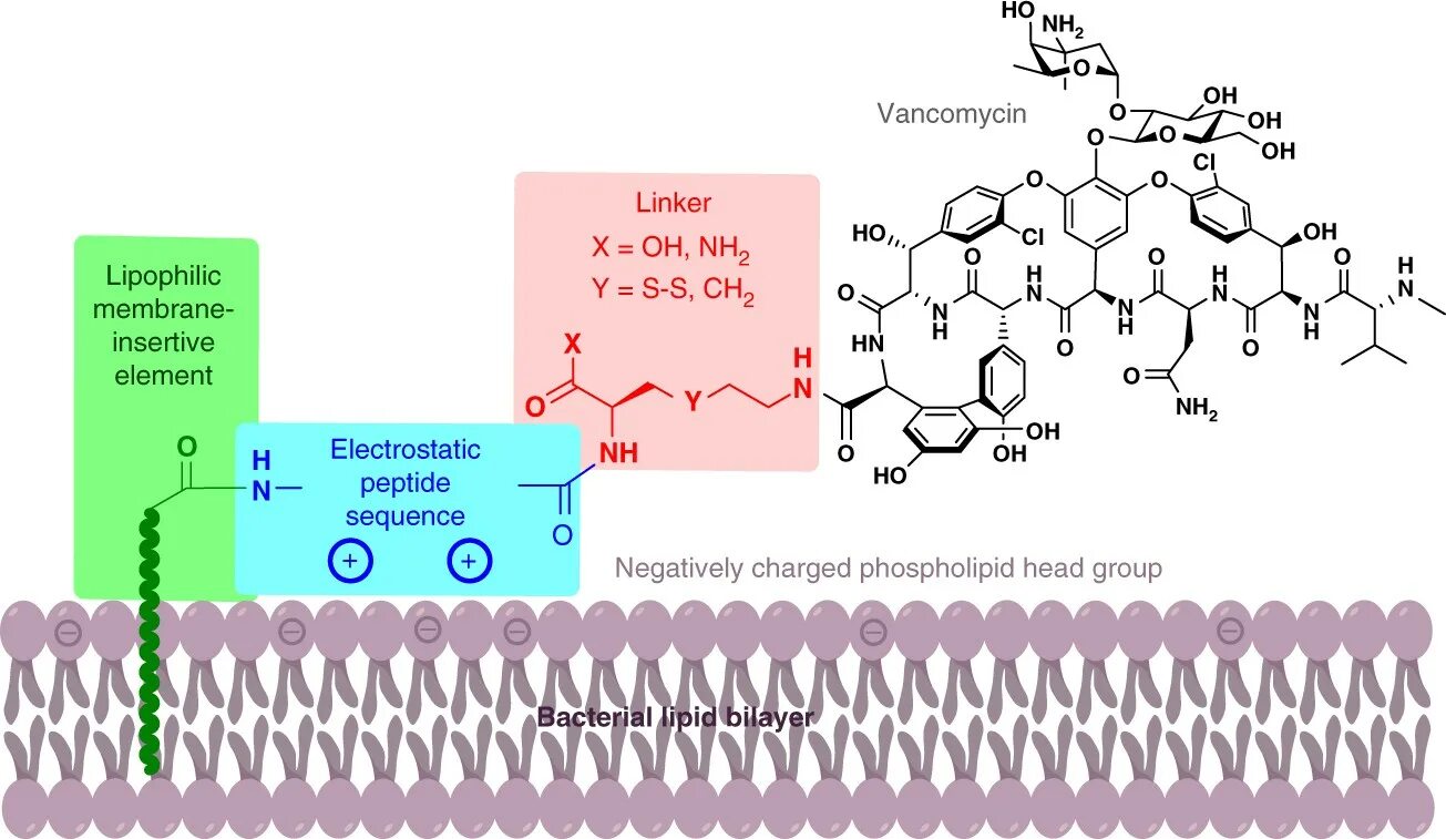 Ванкомицин структура. Механизм действия ванкомицина. Ванкомицин строение. Ванкомицин механизм. Ванкомицин группа антибиотиков