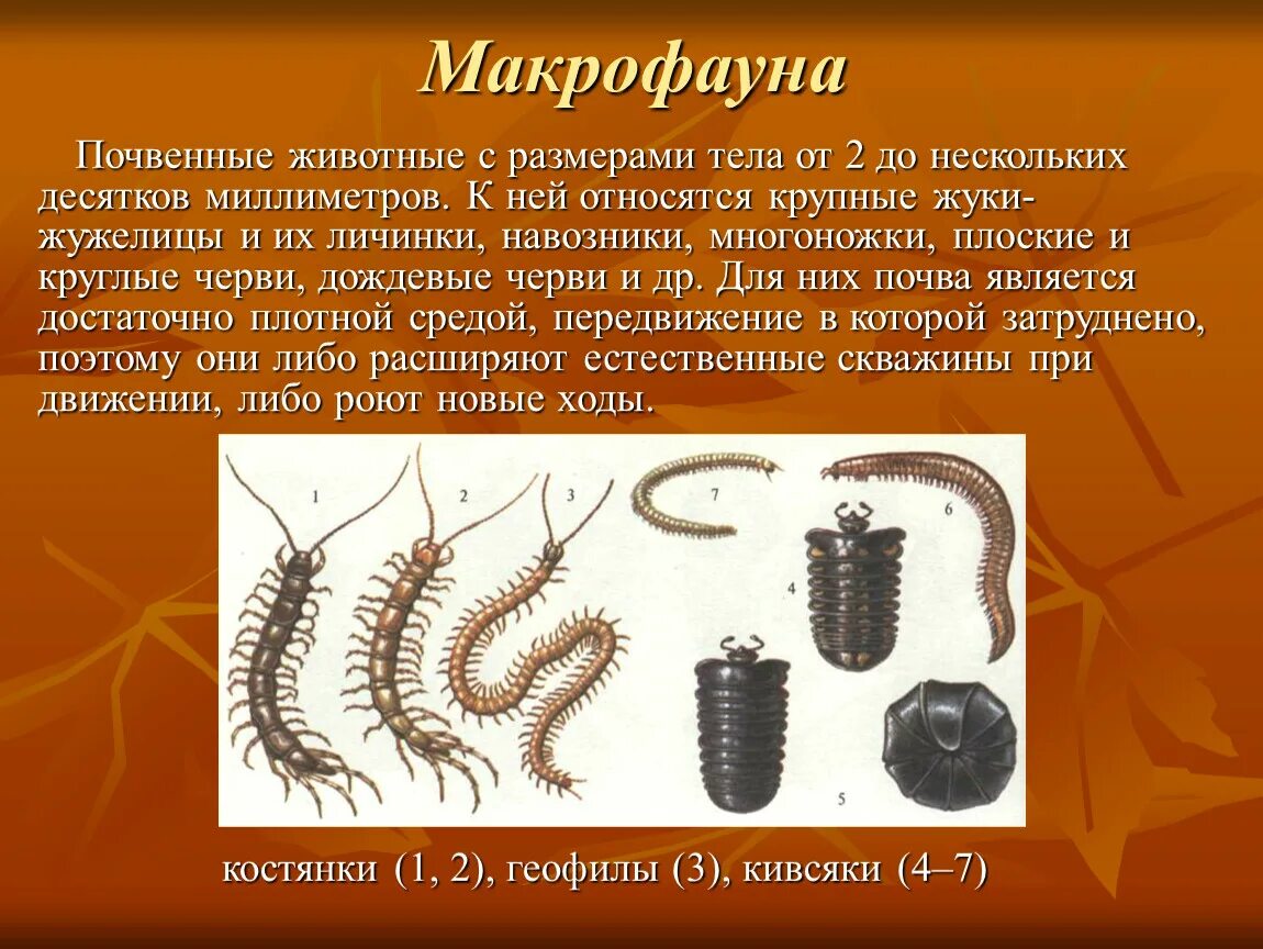 Дождевой червь относится к насекомым. Микрофауна мезофауна макрофауна. Таблица микрофауна мезофауна макрофауна. Макрофауна почвы. Почвенная мезофауна.