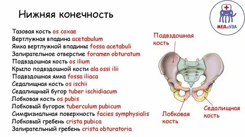 Tuberculum pubicum