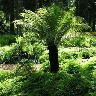 Rainforest plants