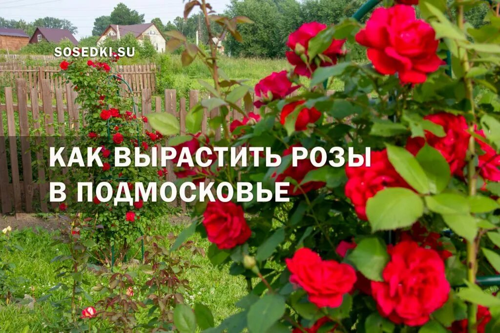Пора открывать розы в подмосковье. Как растут розы. Как раскрыть розу. Пора открывать розы в подмосковье. Пора открывать розы в подмосковье.