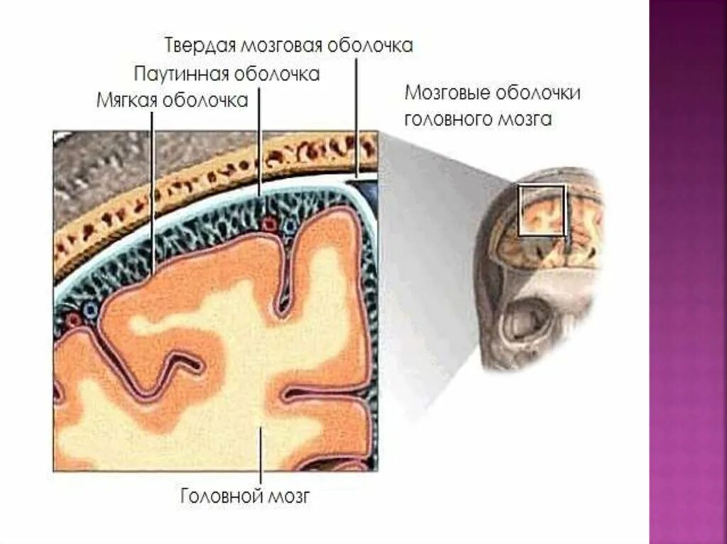 Снаружи тверд. Оболочки головного мозга твердая паутинная и мягкая. мягкая мозговая оболочка анатомия. твердая мозговая оболочка , мягкая, паутинная головного мозга. мягкая мозговая оболочка латынь.